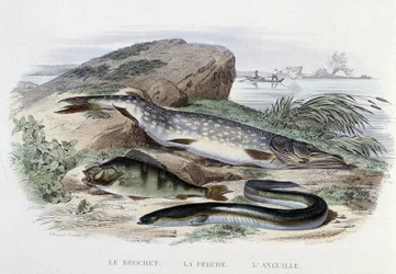 Vissen: De snoek, de baars, de paling - in 