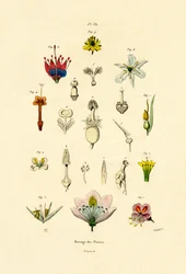 Plantenveredeling