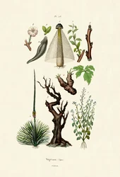 Planten
