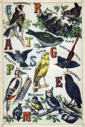 Plaat 1: Chardonneret, Roitelets, Tarin, Leeuwerik, Serin, Afrikaanse Bijeneter, Specht, Spreeuw, Mezen. Gravure in "Syllabary alphabet of birds". Serie A. Pellerin et Cie, drukkers-uitgevers, Epinal, eind 19e eeuw. Chromolithografieën. Klein 8-pagina