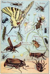 Plaat 2: Oorpiercing, Gupe, Blauwe Vleesvlieg, Flambe, Tuinman, Duizendpoten, Vuurvlieg, Roze Channeton, Glansworm, Vlieg, Veldkrekel, Chablets