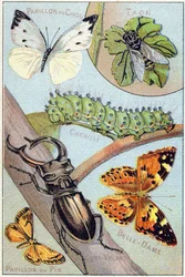 Plaat 4: Koolwitje, Daas, Rups, Distelvlinder, Vlieger, Dennenvlinder