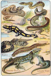 Plaat 4: Slang, Adder, Salamander, Aspic, Bloedzuiger, Ocellé Hagedis, Groene Hagedis. Gravure in "Syllabary alphabet of birds and reptiles". Serie A. Pellerin et Cie, drukkers-uitgevers, Epinal, eind 19e eeuw. Chromolithografieën.