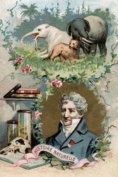 Portret van Baron Georges Cuvier, Franse zoöloog en paleontoloog (1769-1832), grondlegger van de vergelijkende anatomie. Chromolithografie van de 19e eeuw