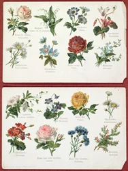 Ansichtkaarten die de taal en betekenis van bloemen weergeven, ca. 1905