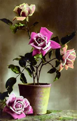 Potroosstruik ca. 1898
