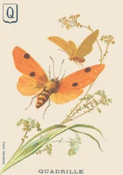 Quadrille (Lithosia quadra of Lithosie quadrille)