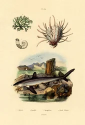 Ramshoorninktvis