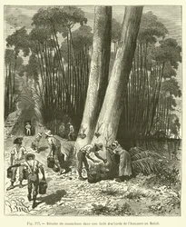 Rubberoogst in een bos aan de oevers van de Amazone in Brazilië