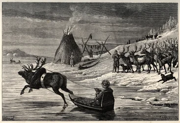 Rendierkudde in Lapland - gravure uit 
