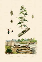 Ruwe stekelnoot, 1833-39