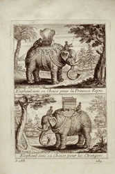 Koninklijke olifanten, uit Voyage du Siam des Peres Jesuites door Guy Tachard, 1688