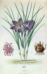 Saffraan (Crocus Sativus)
