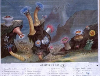 Zeeanemonen, uit een boek uitgegeven door Hachette