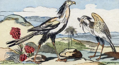 Slangenarend. Gravure in "Buffon Alphabet des Oiseaux n 2". 3e Serie N 2. Imaging of Epinal, Epinal, eind 19e eeuw. 16 pagina