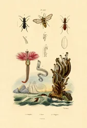 Serpuliden