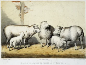 Schapen en lammeren van de Brebières kudde - Lithografie