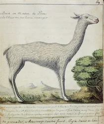 Schapen van Peru (Lama of Alpaca)