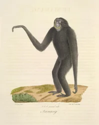 Siamang, uit Histoire Naturelle des Mammifères (kleur litho)