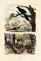 Gladbekani, 1833-39