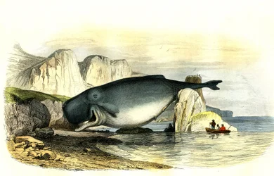 Potvis (Physeter macrocephalus) - Plaat uit Natuurlijke Historie door Bernard Germain de Lacepede (1856-1925), editie P.Furme, Parijs