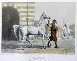 Arabische hengst, Bairaktar