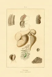 Maag