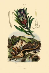 Suikerbos