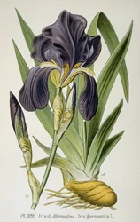 De Duitse iris bloem