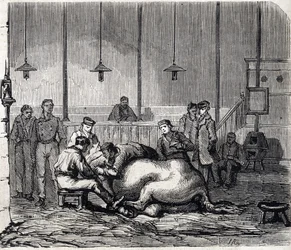 De Nationale Veterinaire School van Alfort - De grote scholen van Frankrijk - Veterinaire School van Maisons-Alfort in 1866 - de dissectiezaal - gravure in 