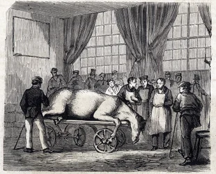 De Nationale Diergeneeskundige School van Alfort - De grote scholen van Frankrijk - diergeneeskundige school van Maisons-Alfort in 1866 - de operatiezaal - gravure in ‘Le Monde illustré’ uit 1866