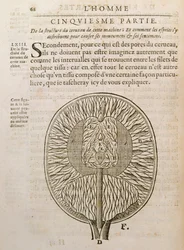 De structuur van de hersenen, uit De Homine Figuris door Rene Descartes (1596-1650) gepubliceerd in Den Haag, 1662