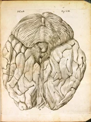 De structuur van de hersenen, uit De Homine Figuris door Rene Descartes (1596-1650) gepubliceerd in Den Haag, 1662