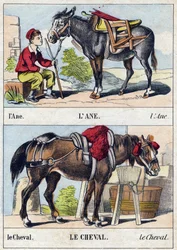 De ezel en het paard. Gravure in "Buffon Alphabet des Animaux". 3e Serie N 1. Imaging of Epinal, Epinal, eind 19e eeuw. 16 pagina