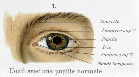 Het oog met een normale pupil (detail)