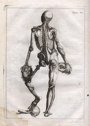 Deze figuur kan de nieuwsgierigheid bevredigen van degenen die het ontklede lichaam tot op de botten willen zien - gravure in “Abstracte Anatomie, aangepast aan de kunsten van schilderen en beeldhouwen”
