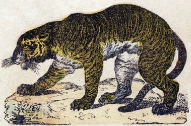 Tijger. Gravure in "Alphabet des animaux sauvages". 9e Serie. Beeld van Epinal, Pellerin, drukker-uitgever, circa 1870. Gravures op hout, gestencild. 16 pagina