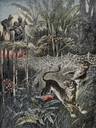 Tijgerjacht in de jungles van India: de verdedigers zijn achter het net en de jagers zijn veilig op de belvedère. Gravure in 