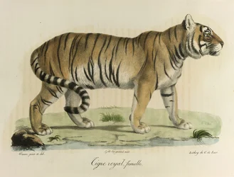 Koninklijke tijger, vrouwtje, uit Histoire Naturelle des Mammifères