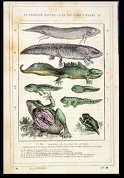 Overgang van vis naar amfibieën, uit een boek van Dr. Rengade, ca. 1880