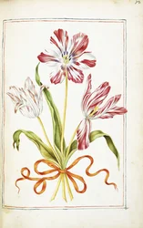 Tulpen, 18e eeuw