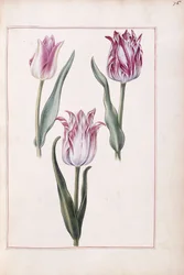 Tulpen