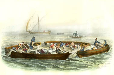 Tonijnvisserij of magrague - Plaat uit Histoire Naturelle door Bernard Germain de Lacepede (1856-1925), editie P.Furme, Parijs