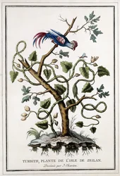 Turbith, plant van het eiland Zeilan, 1784