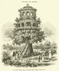 Een esdoorn in Matibo, bij Savigliano, in Piemonte, Sardinië (gravure)