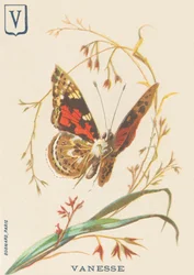 Vanesse (Vanessa cardui of Distelvlinder)