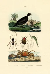 Grote zee-eend, 1833-39