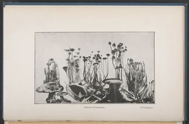 Osmotische vegetatie, Fig. 62, p. 163, uit 