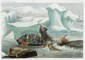 Walrusjacht - in 