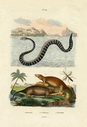 Waterrat